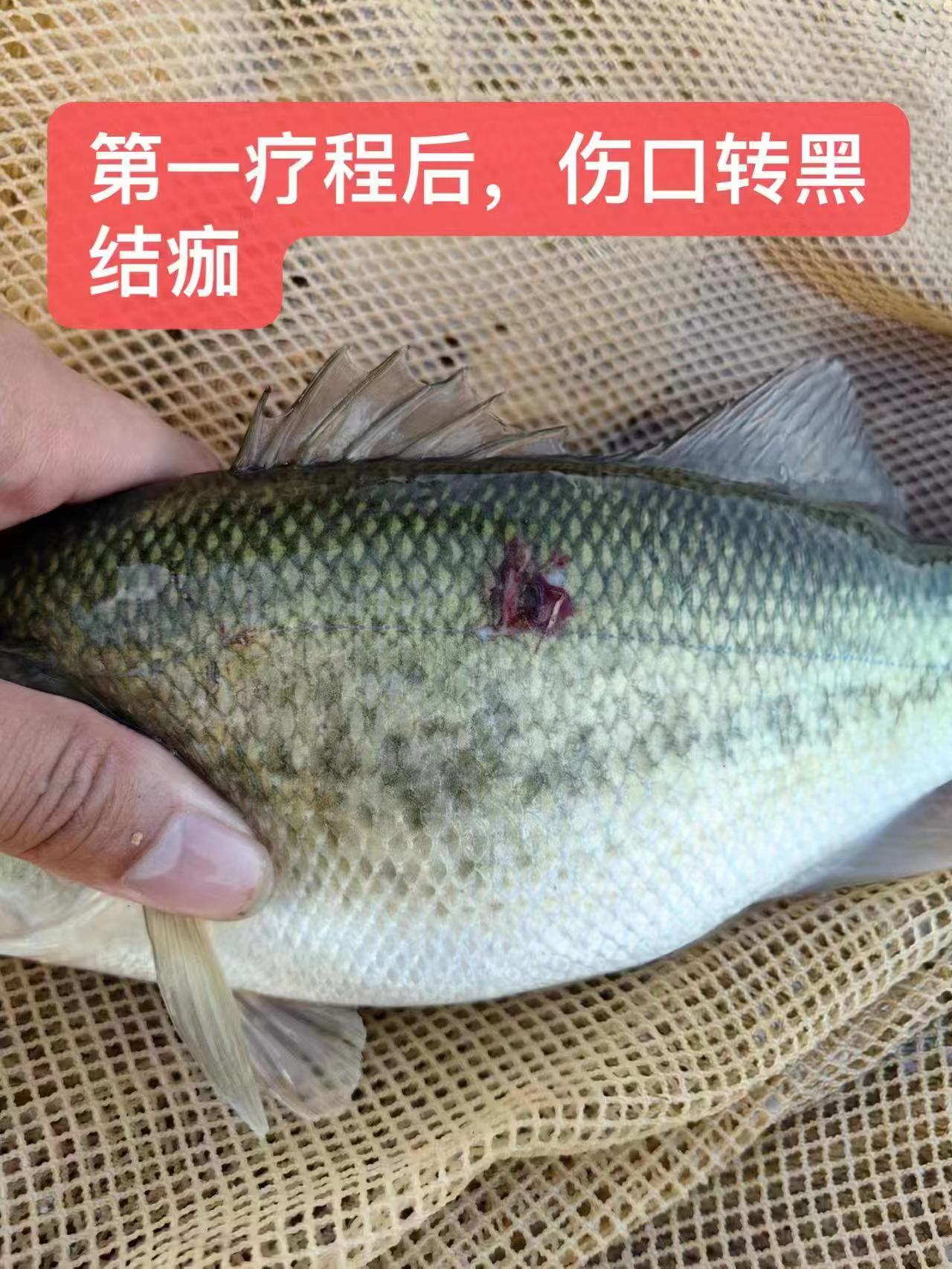 水產(chǎn)養(yǎng)殖納米銀抗菌水溶液實(shí)用反饋，效果明顯！